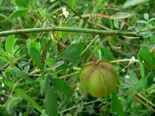 {Cardiospermum halicacabum}